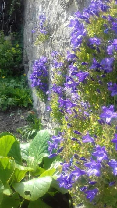 Victoria Boutique Lodge 'Stan Sea View&Garden Apartment Ventnor Extérieur photo